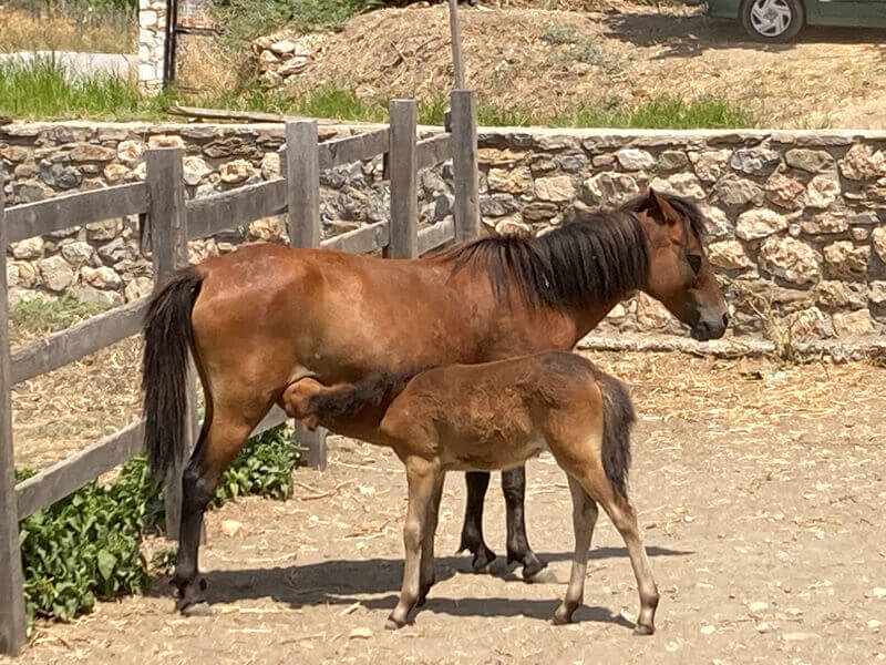 Skyrian horse with one-month-old foal