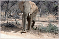 Elephant in Namibia
