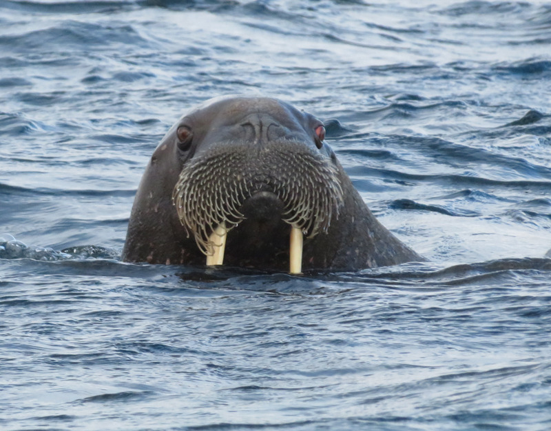 Walrus sighting from Zodiac boat