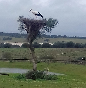 Stork perched on nest