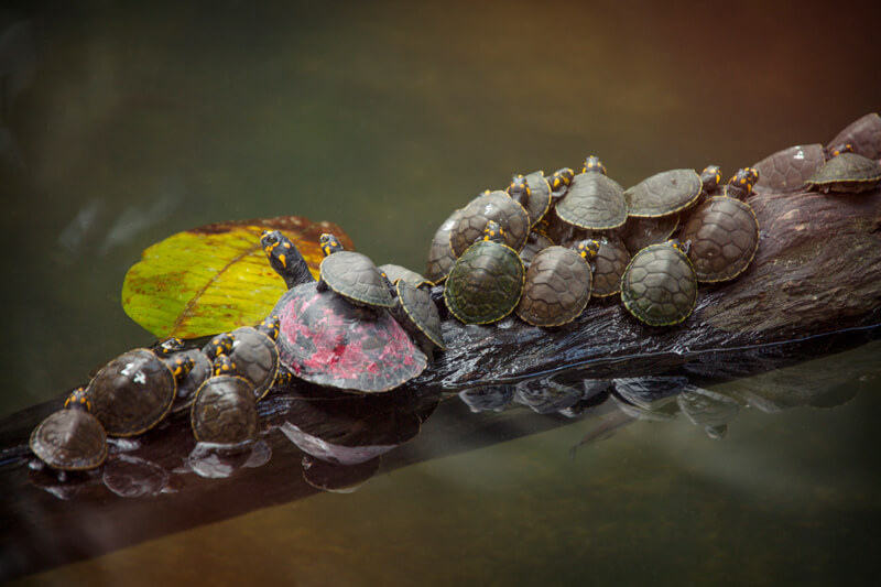 Amazon turtles