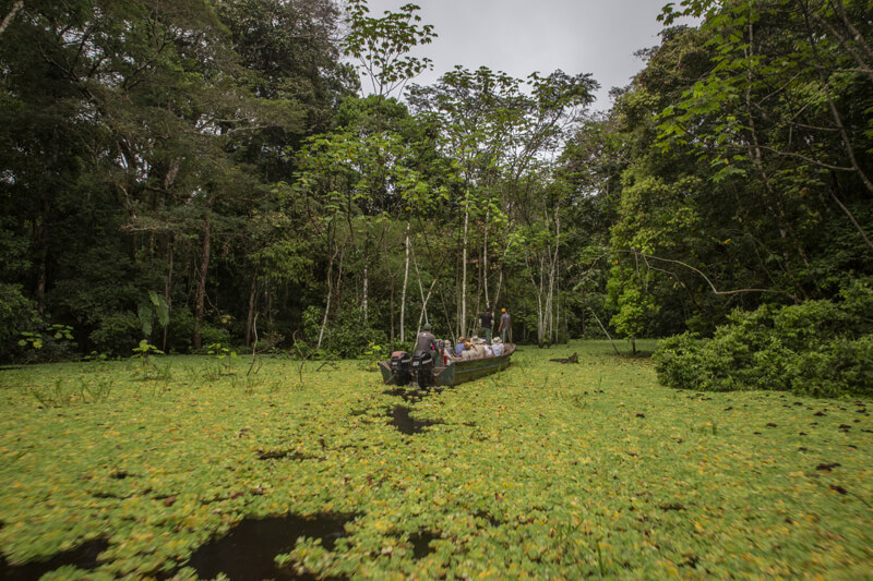 Peru Amazon tributary skiff excursion