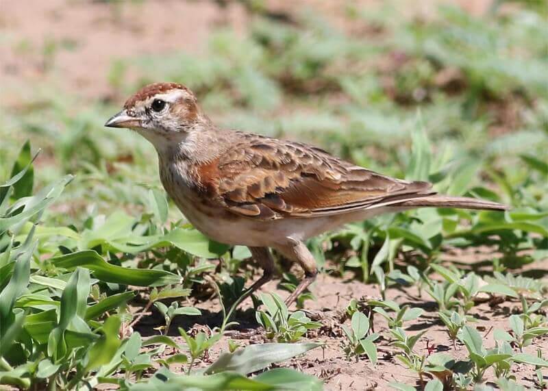 Red Lark by Derek Keats from Johannesburg, South Africa / CC BY from Wikipedia