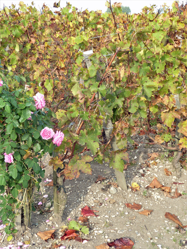 Roses in vineyards