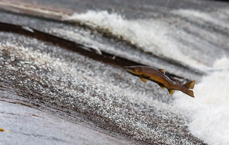 Jumping salmon