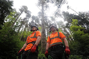 140-year-old Scot pine in Cragside