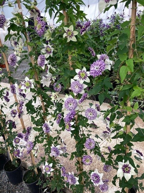 Some of the clematis already selected for display at Chelsea but yet to be trimmed into shape