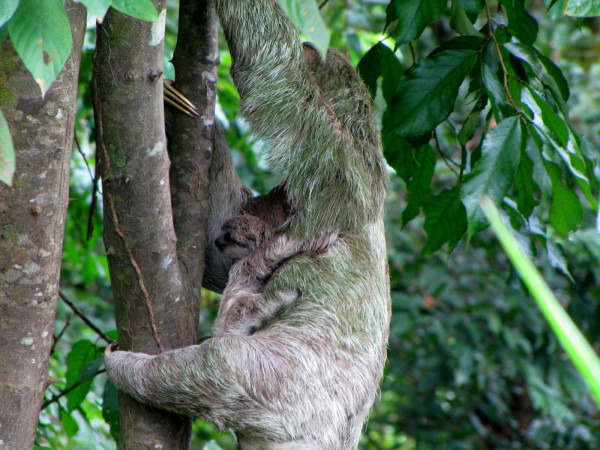 Sloths - courtesy of costa-rica-guide.com