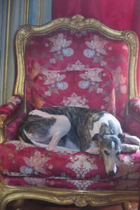 Greyhounds at Chateau de Champ de Bataille