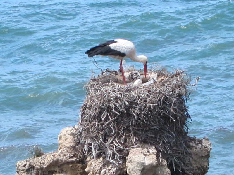 Stork feeding young