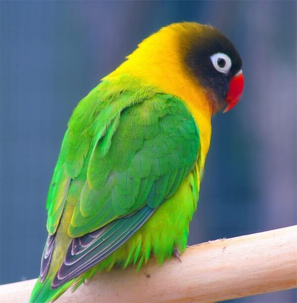 Yellow-collared Lovebird by Chris Gin / CC BY from Wikipedia
