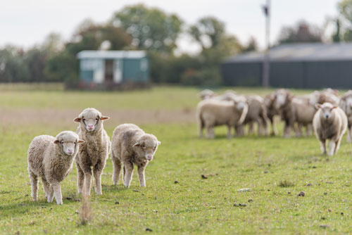 Romney Marsh sheep. Credit: Matilda Delves Photography