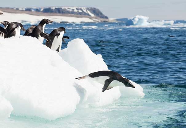 tph-Feb2023-Swan-Hellenic-penguins