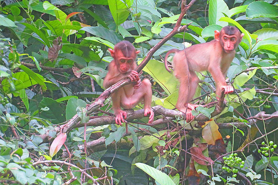 young monkeys