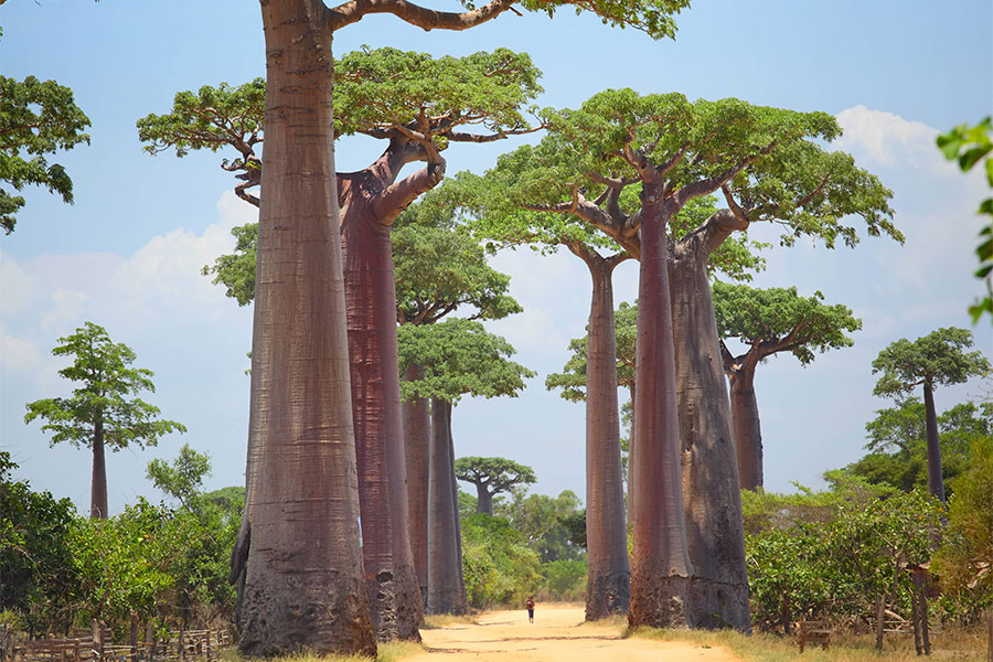 iconic baobab forest