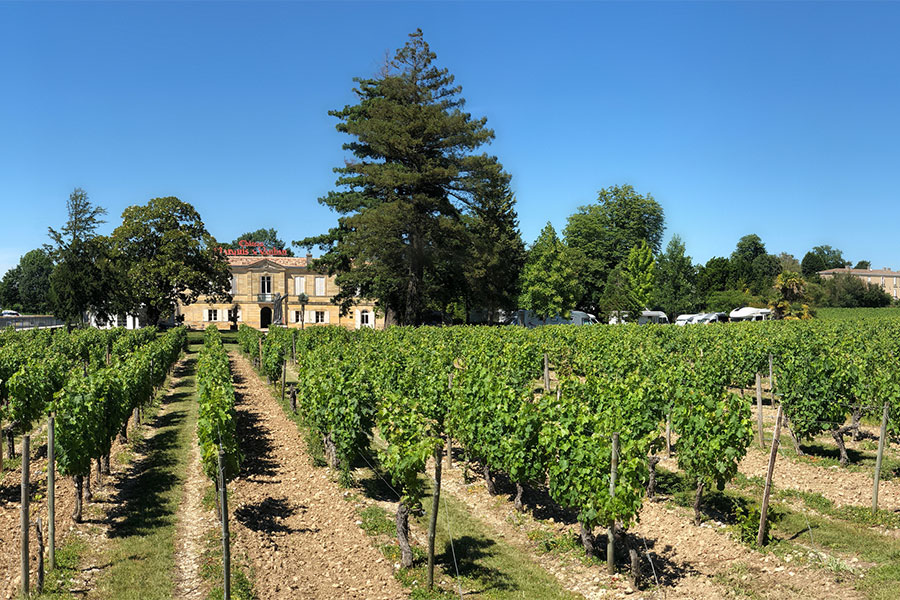 Vineyards at Chateau Marquis de Vaban