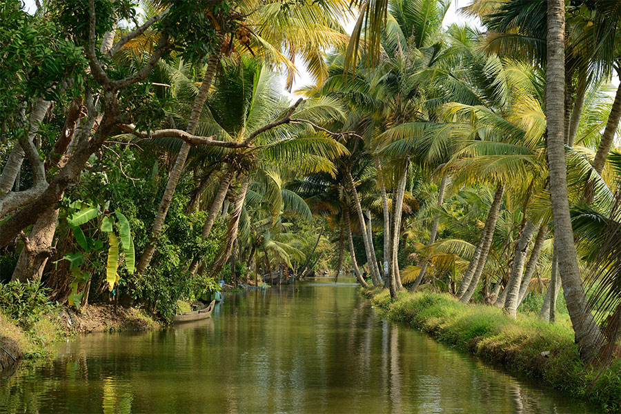 Coco trees in the Backwaters, Kerala