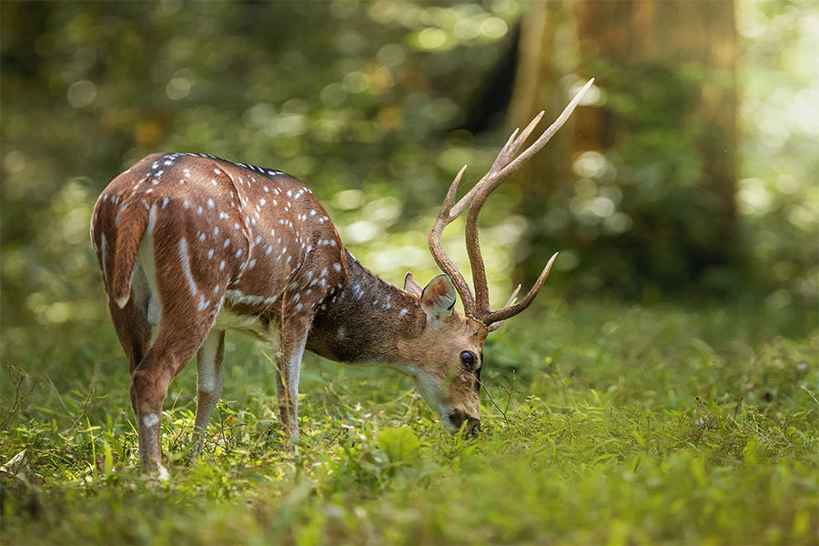A spotted deer (chital) native to India