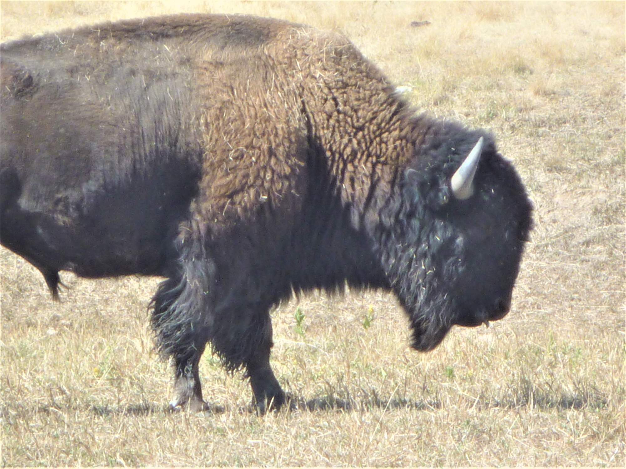Annual Buffalo Roundup