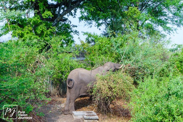 An elephant feeding on the leaves of trees at the Toka Leya Camp