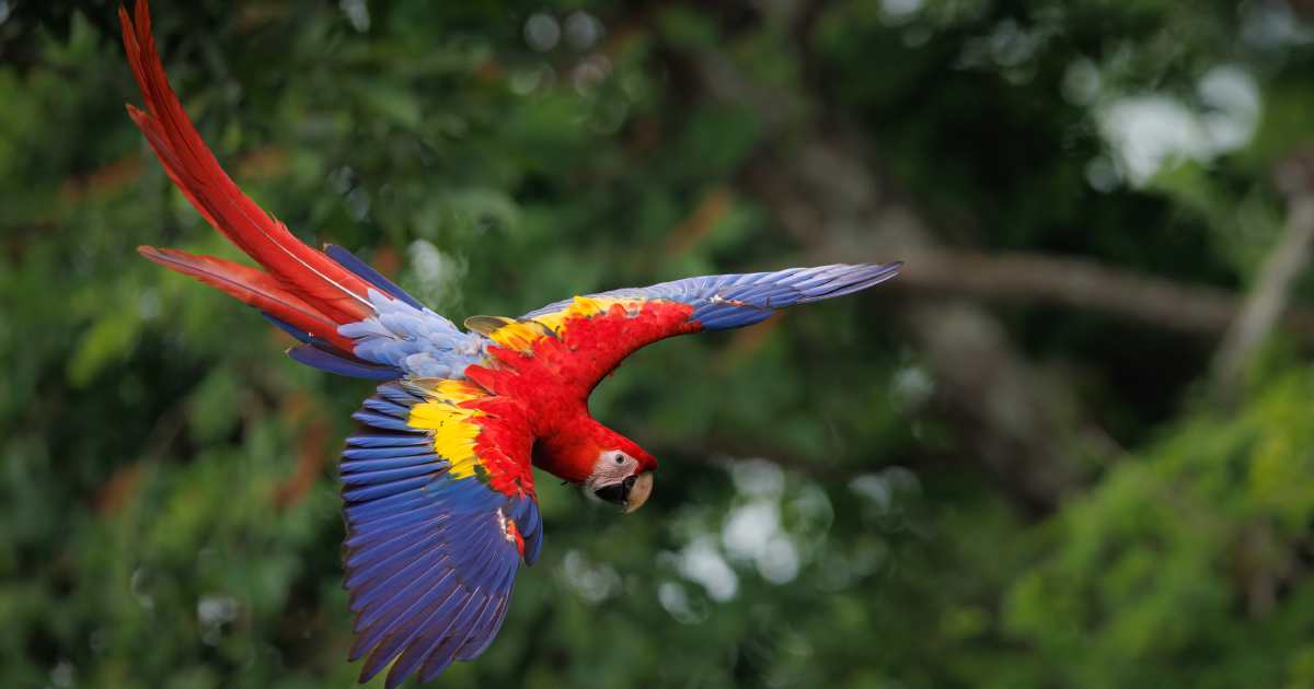 A Scarlet Macaw in Costa Rica