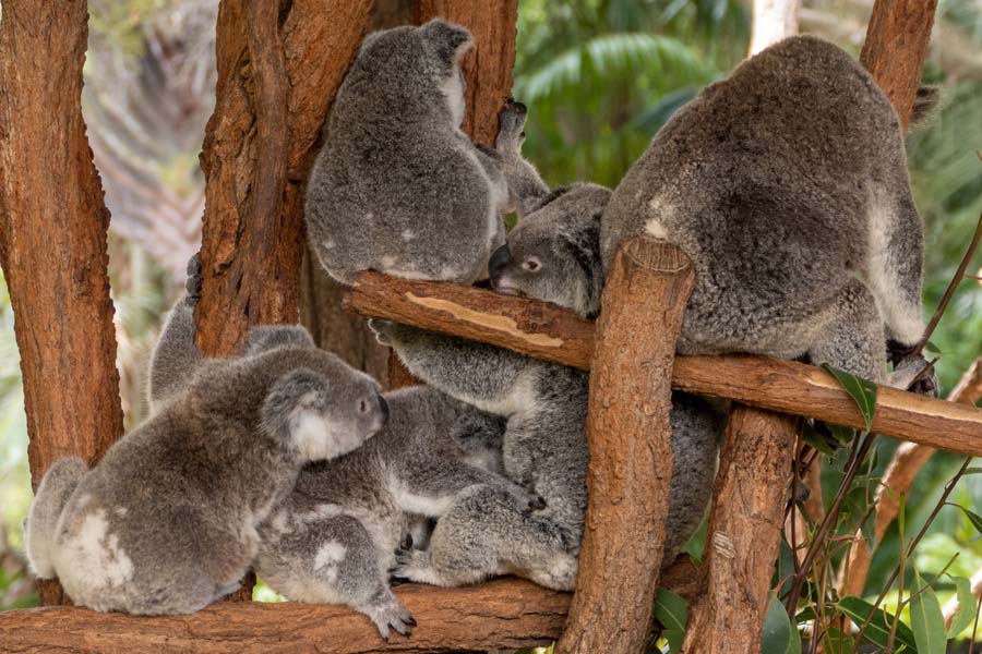 A cuddle of koalas in the Australia Zoo, Mooloolaba, Queensland