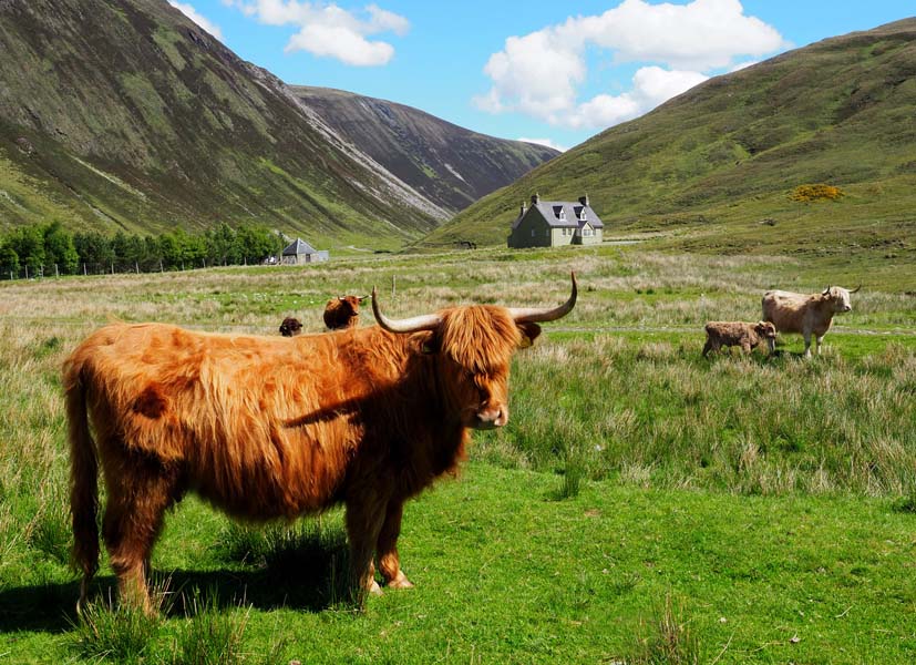 Highland cattle roam areas of both glens at Alladale. 