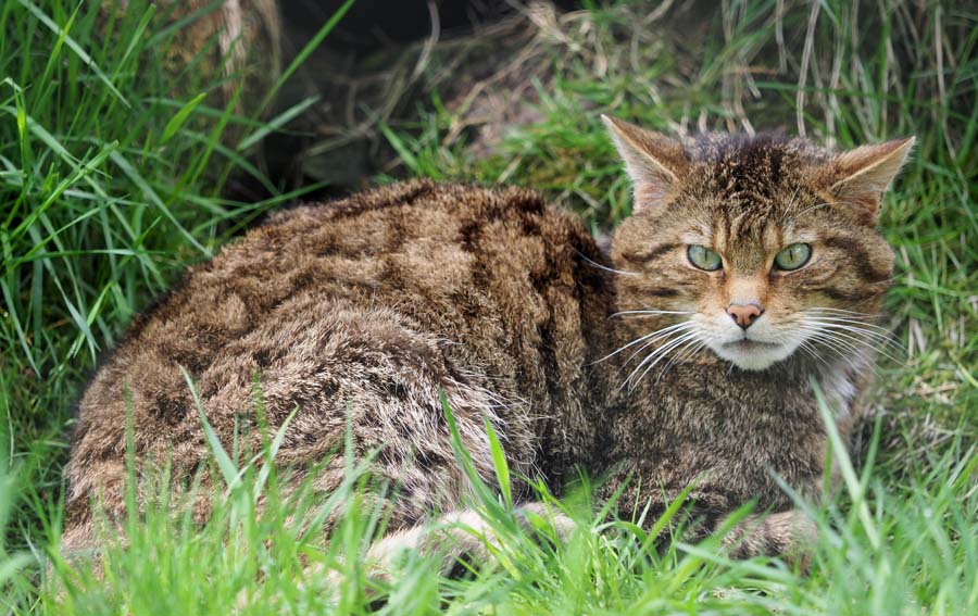 Wildcat at the breeding centre at Alladale.