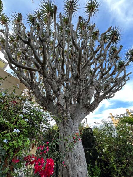 600yo Dragon Tree, Siio Litre Orchid Gardens, Tenerife