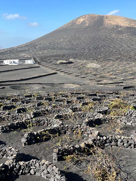 Vineyards on Lanzarote, each vine sheltered by a low wall