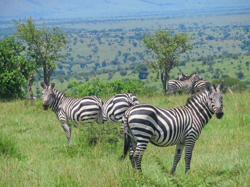 Tarangire zebra