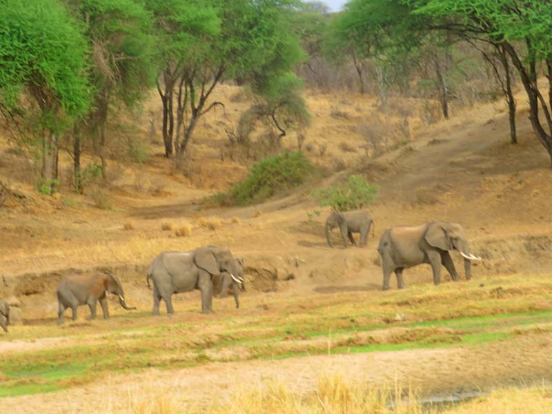 Tarangire elephants