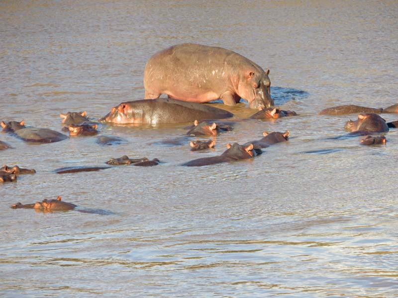 Serengeti Mara river hippo