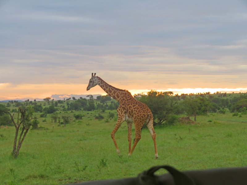 Serengeti giraffe
