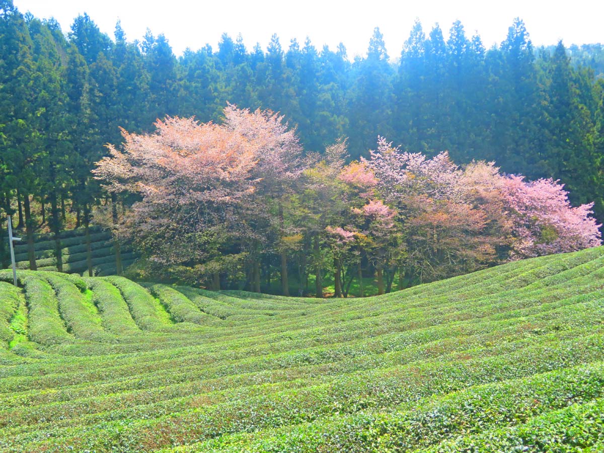 Boseong, the country’s green tea capital for 1,600 years