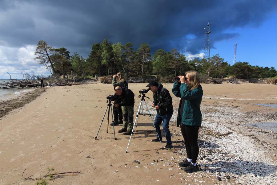 At Cape Kolka you can experience one of the finest bird watching spots in Europe