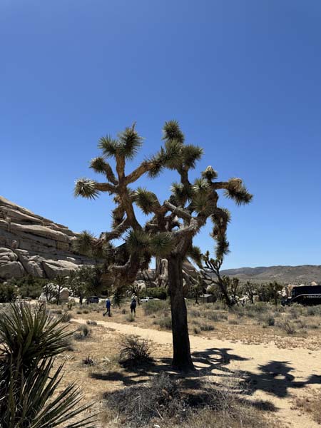 Joshua National Park