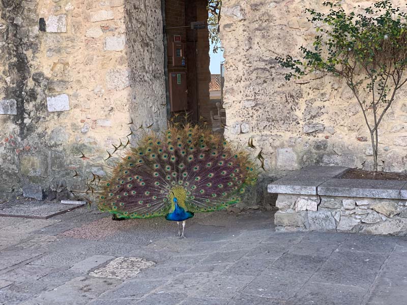 peacock displaying at Christmas in the Castle gardens