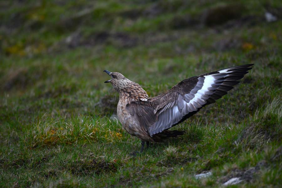 Great Skua on Lunga