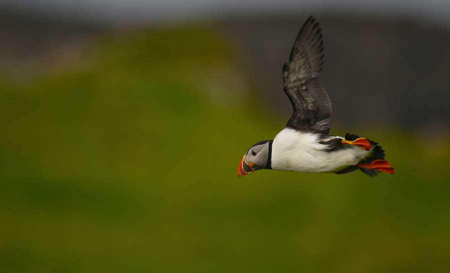 Puffin flying over Lunga island (credit Keoghan Bellew)