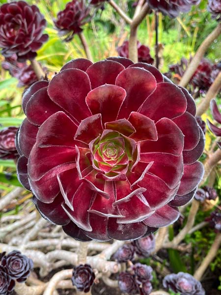 Abbey Gardens, Tresco