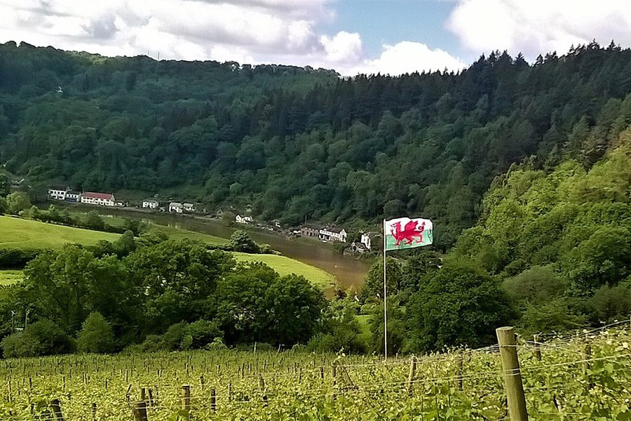 Parva vineyard