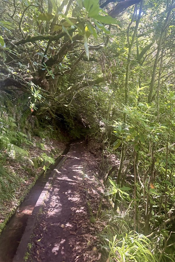 Overgrown levada trails