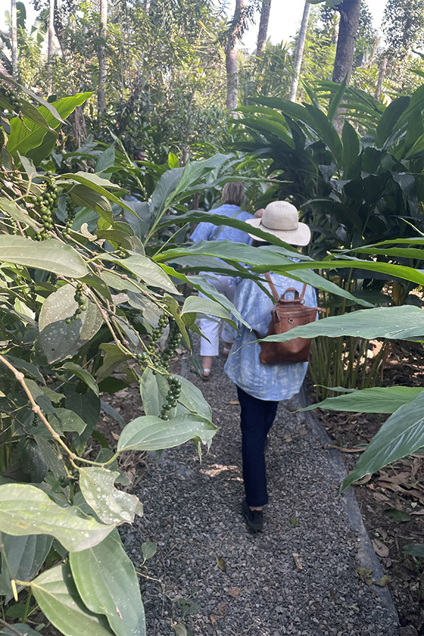 Walking through the spice plantation in Periyar