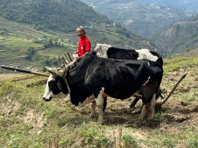 Hard work but always smiling a farmer on The Samtengang trek