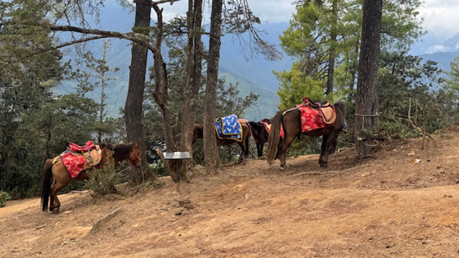 Horses for those who don't want to trek to Tigers Nest Monastery