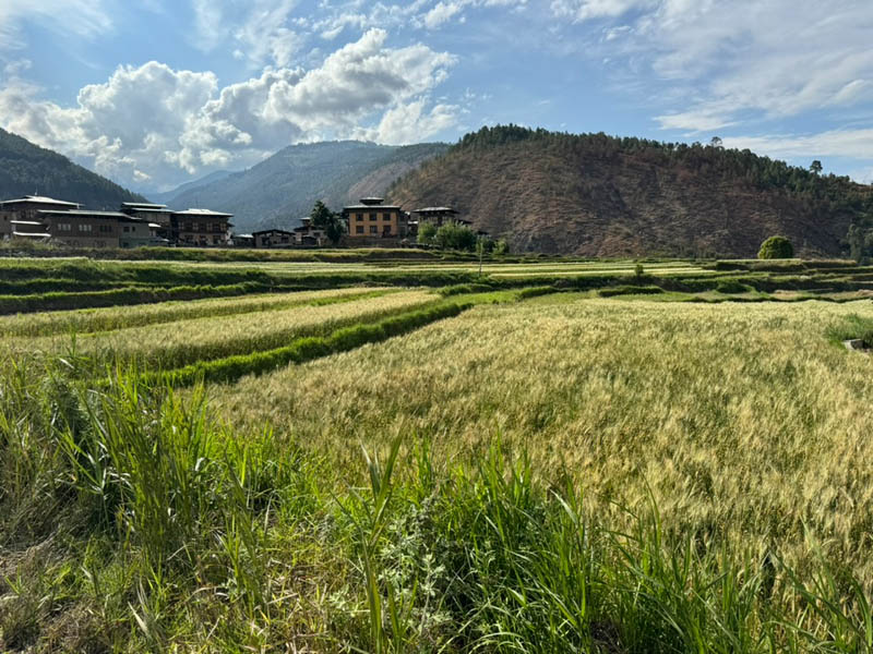 Rice fields along The Samtengang Trek