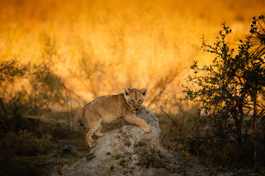 Kanana Camp wildlife spotting
