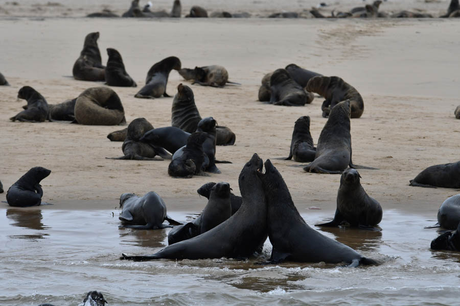 Cape fur seal colony in Walvis Bay