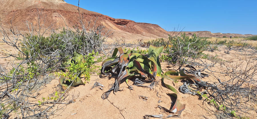 Namibe desert and Welwitschia Mirabilis